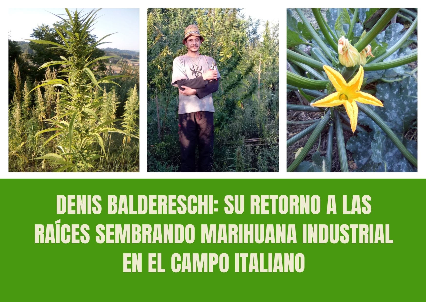 Denis Baldereschi: su retorno a las raíces sembrando marihuana industrial en el campo italiano